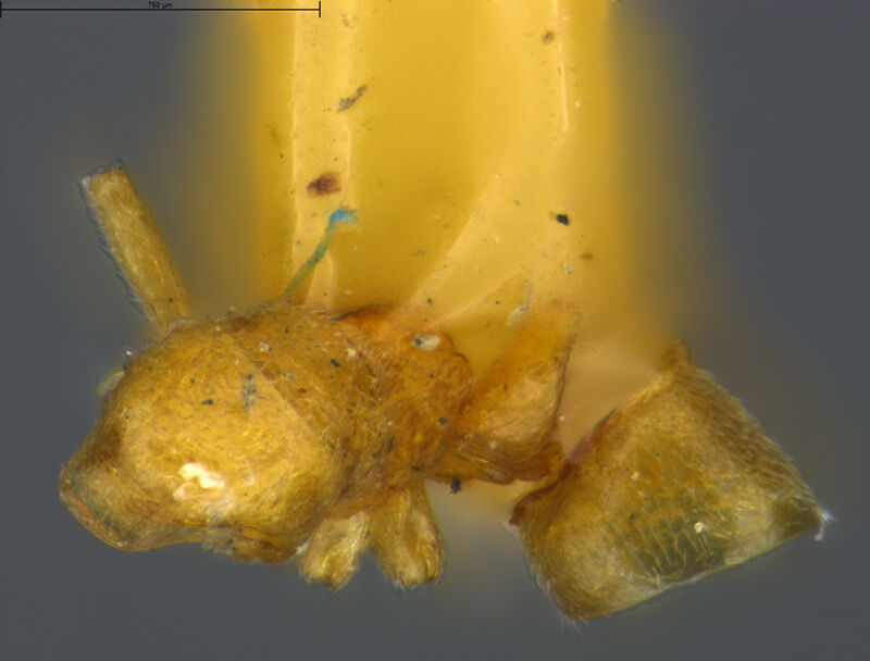 Hypoponera ragusai, syntype collected by Edward Osborne Wilson at Soledad, Blanco's woods, Cienfuegos Province