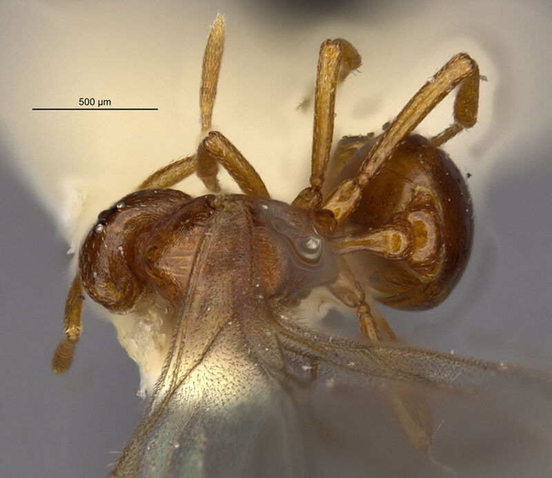 Kyidris media, holotype collected by Edward Osborne Wilson at Lae, Didiman Creek, Morobe Province