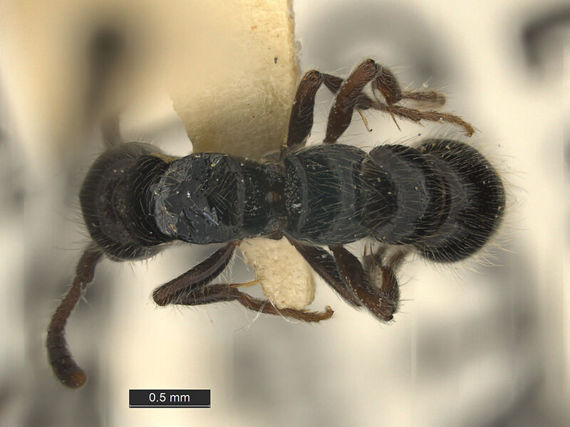 Cerapachys cohici, holotype collected by Edward Osborne Wilson at Ciu near Mount Canala, North Province