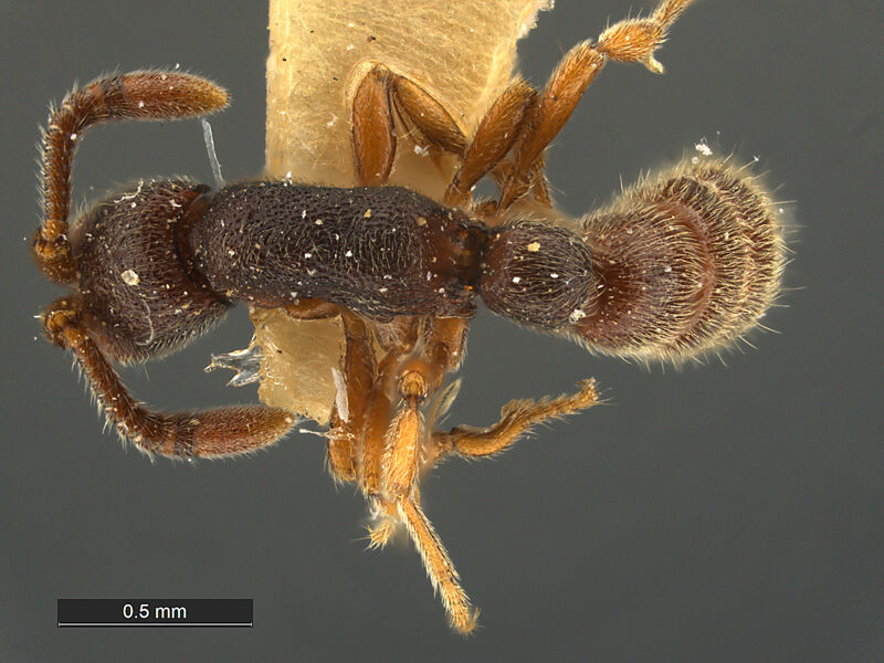 Sphinctomyrmex caledonicus, holotype collected by Edward Osborne Wilson at Ciu near Mount Canala, North Province