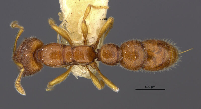 Prionopelta brocha, holotype collected by Edward Osborne Wilson at Mount Mou