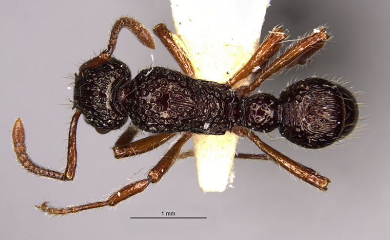 Gnamptogenys grammodes, holotype collected by Edward Osborne Wilson at Bisianumu, near Sogeri, Central Province