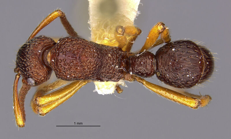 Gnamptogenys macretes, holotype collected by Edward Osborne Wilson at Bisianumu, near Sogeri, Central Province