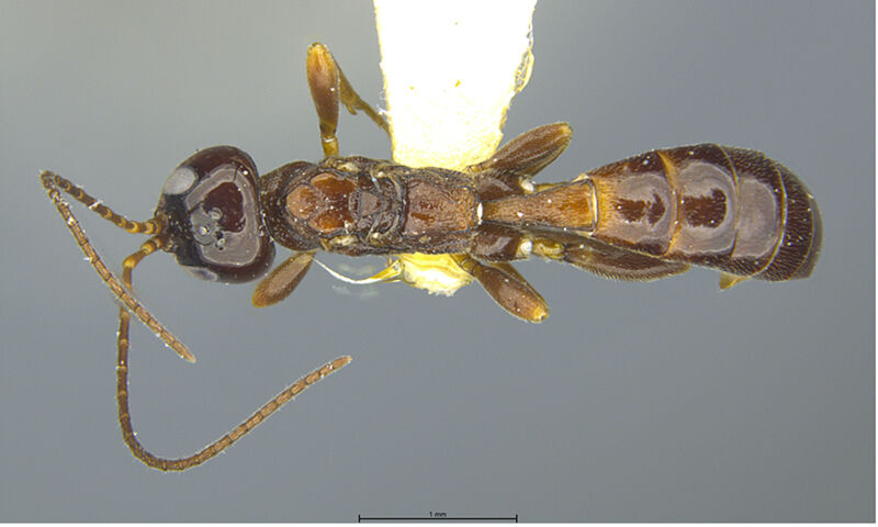 Odontocolon formicoides, holotype collected by Edward Osborne Wilson at Snow Bowl, West Slope, Arizona