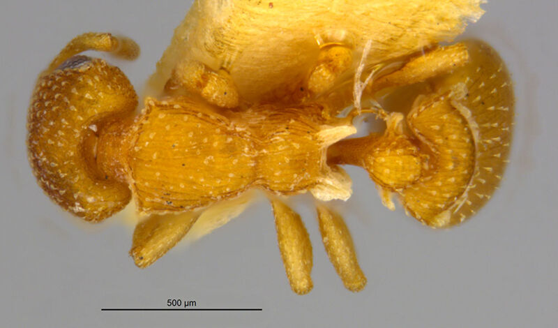 Colobostruma cerornata, holotype collected by Edward Osborne Wilson at Esperance, Western Australia