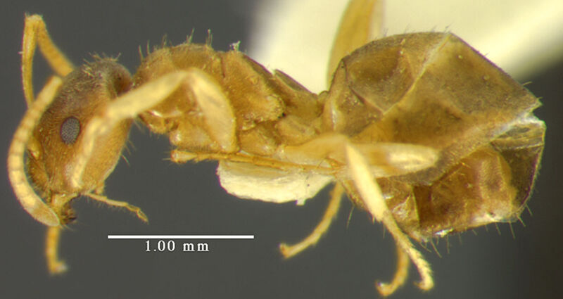 Lasius sitiens, holotype collected by Edward Osborne Wilson at 20 miles north of Flagstaff, Arizona
