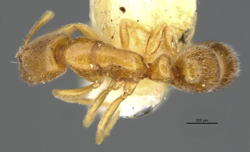 Ponera petila, holotype collected by Edward Osborne Wilson at lower Busu River, Morobe Province