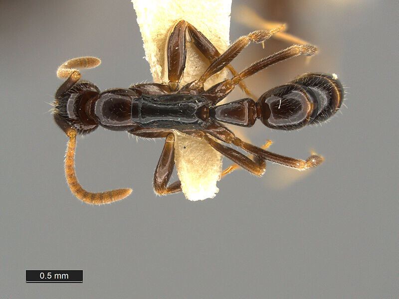 Leptogenys sagaris, holotype collected by Edward Osborne Wilson at Ciu near Mount Canala, North Province