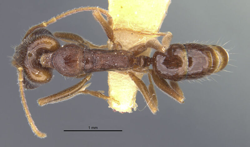 Anochetus fricatus, holotype collected by Edward Osborne Wilson at Karema, Brown River, Gulf Province