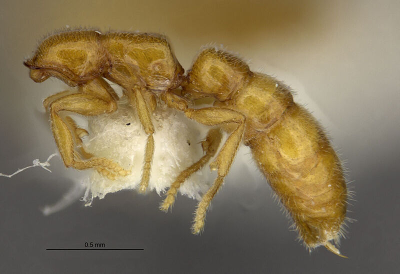 Stigmatomma orizabanum, holotype collected by Edward Osborne Wilson at south slope of Pico Orizaba, Veracruz