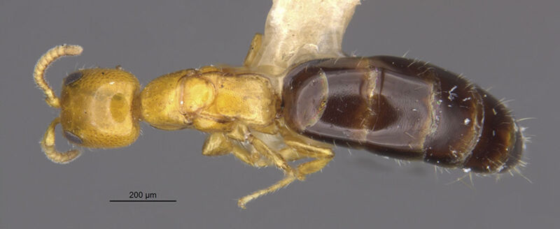 Sclerodermus wilsoni, holotype collected by Edward Osborne Wilson at Las Acostas Pinar del Rio, Pinar del Río Province