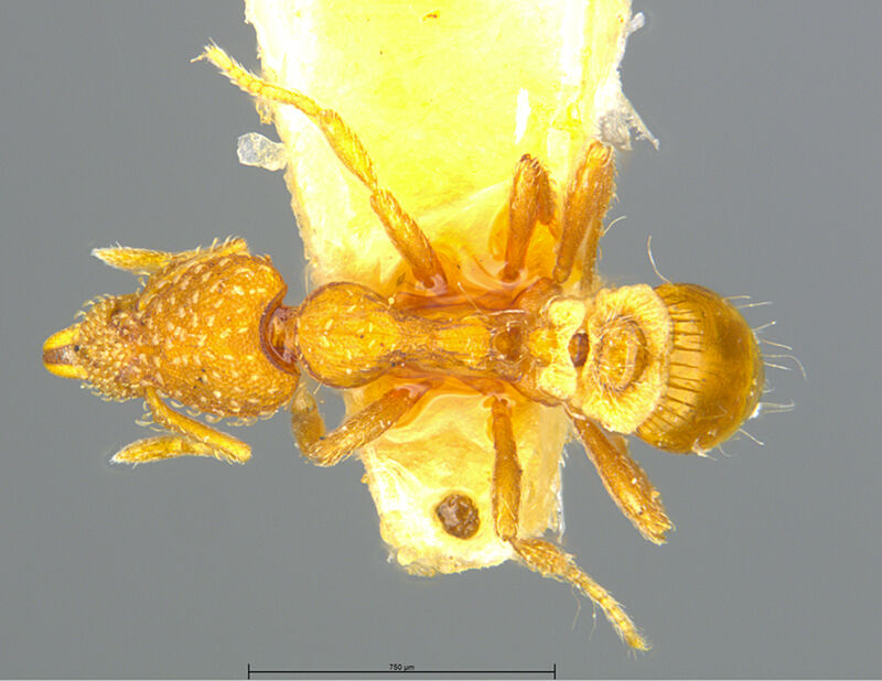 Smithistruma Brown, 1948, holotype collected by Edward Osborne Wilson at 1 mile E of Ravenel, South Carolina