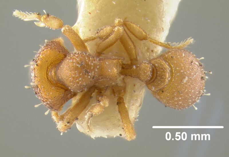 Octostruma rugiferoides, holotype collected by Edward Osborne Wilson at Pueblo Nuevo, near Tetzonapa, Veracruz