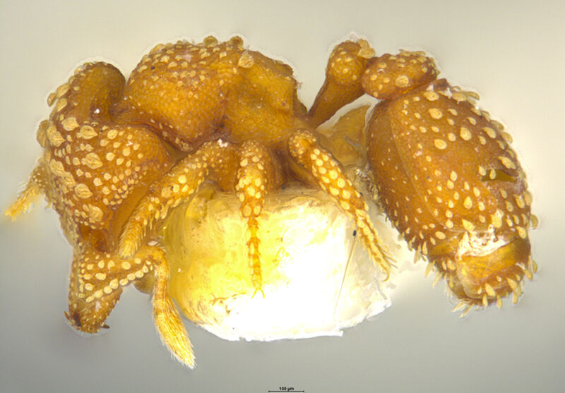 Rhopalothrix diadema, holotype collected by Edward Osborne Wilson at lower Busu River, Morobe Province