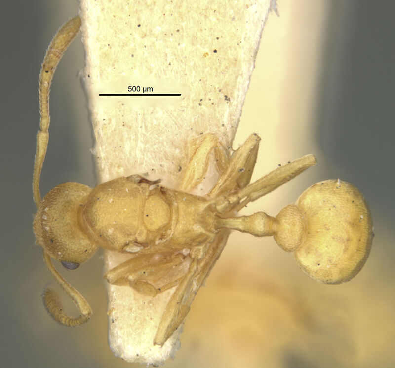Cardiocondyla papuana, syntype collected by Edward Osborne Wilson at Bisianumu, near Sogeri, Central Province