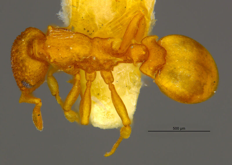Colobostruma papulata, holotype collected by Edward Osborne Wilson at Esperance, Western Australia