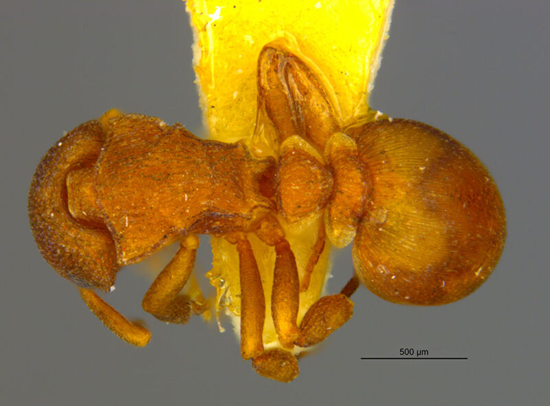 Colobostruma nancyae, holotype collected by Edward Osborne Wilson, C. P. Haskins at about 8 km NE of Thomas River Station, east Esperance, Western Australia