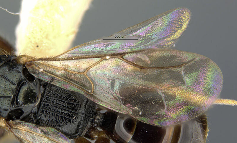 Anisepyris wilsoni, holotype collected by Edward Osborne Wilson at 17 km north of Santiago Tuxtla, Las Hamacas, Veracruz