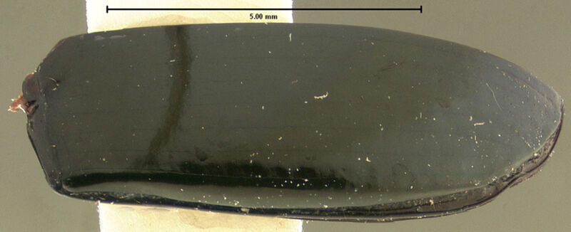 Oodes wilsoni, holotype collected by Edward Osborne Wilson at Mongi Watershed, Ebabaang, Morobe Province