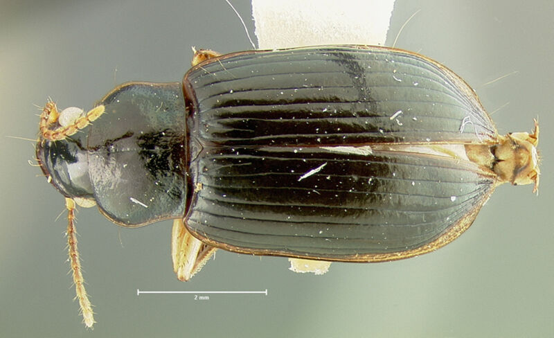 Trichotichnus mongi, holotype collected by Edward Osborne Wilson at Mongi Watershed, Tumnang, Morobe Province