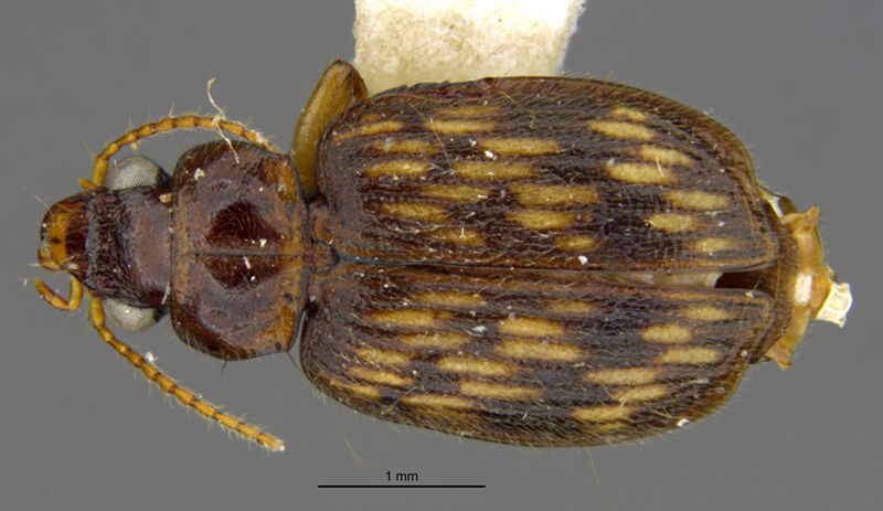Agonocheila minuthoides, holotype collected by Edward Osborne Wilson at Lae, Didiman Creek, Morobe Province