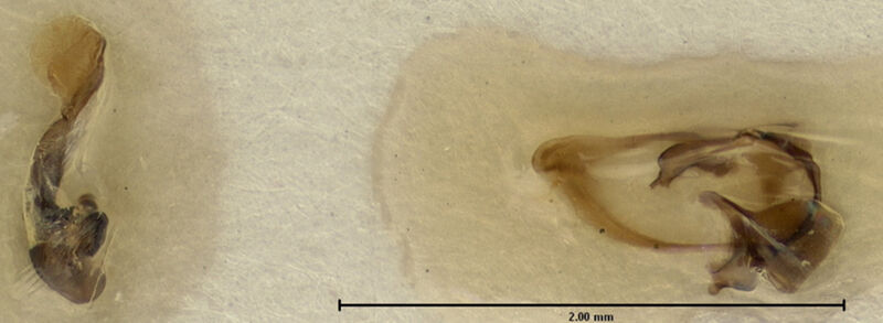 Scopodes darlingtoni, holotype collected by Edward Osborne Wilson at Mongi watershed, Nganduo [Nanduo ] to Yunzain, Morobe Province