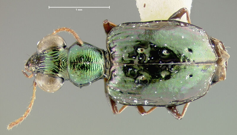 Scopodes darlingtoni, holotype collected by Edward Osborne Wilson at Mongi Watershed, Joangeng, Morobe Province