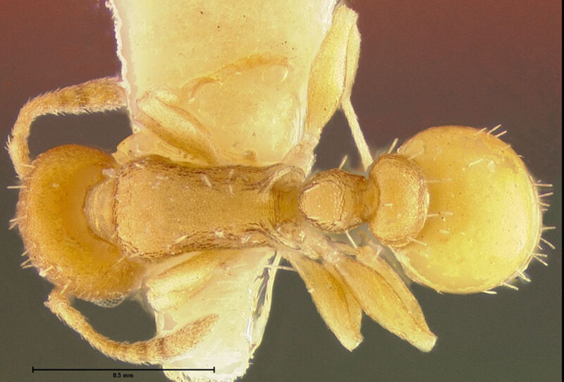 Temnothorax goniops, type collected by Edward Osborne Wilson at 10 km east of Campeche, Campeche
