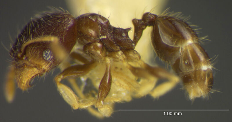 Pheidole albipes, holotype collected by Edward Osborne Wilson at Pueblo Nuevo, near Tetzonapa, Veracruz