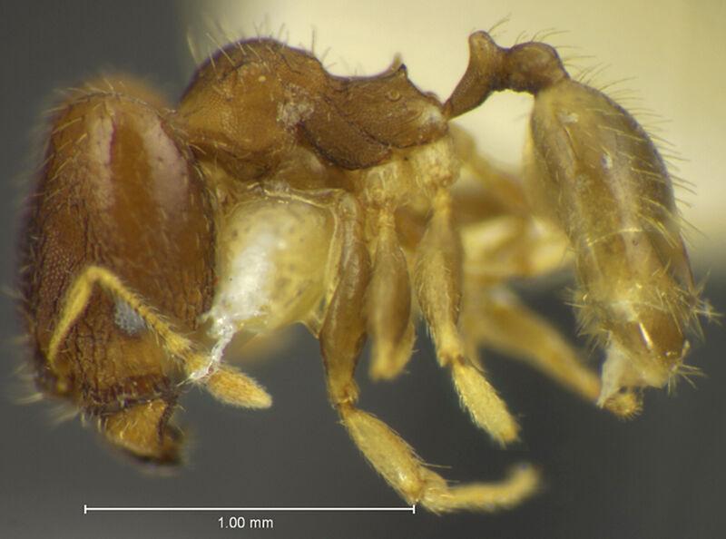 Pheidole dumicola, holotype collected by Edward Osborne Wilson at 10 km east of Campeche, Campeche