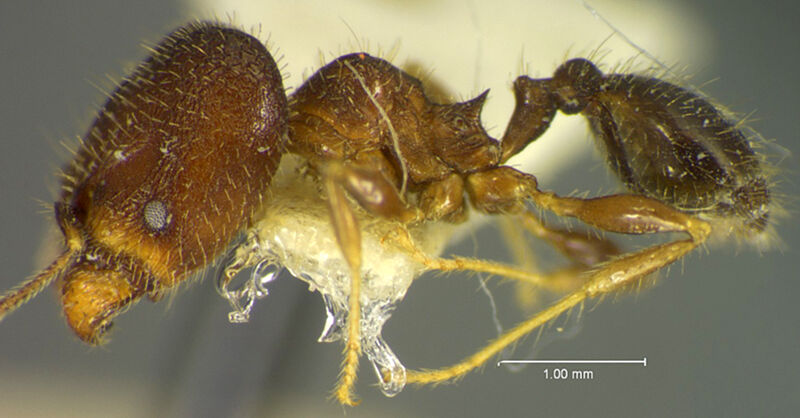 Pheidole gangamon, holotype collected by Edward Osborne Wilson at Pueblo Nuevo, near Tetzonapa, Veracruz