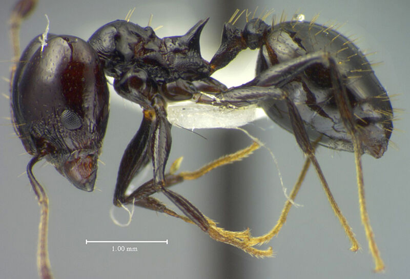 Pheidole lancifer, holotype collected by Edward Osborne Wilson at Fazenda Esteio, east of Manaus, Boa Vista Highway, approximately 80 km north of Manaus, Amazonas