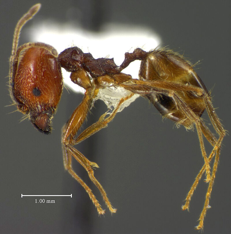 Pheidole lovejoyi, holotype collected by Edward Osborne Wilson at Fazenda Dimena, 90 km north of Manaus, Amazonas