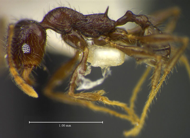 Pheidole macromischoides, holotype collected by Edward Osborne Wilson at Las Acostas Pinar del Rio, Pinar del Río Province