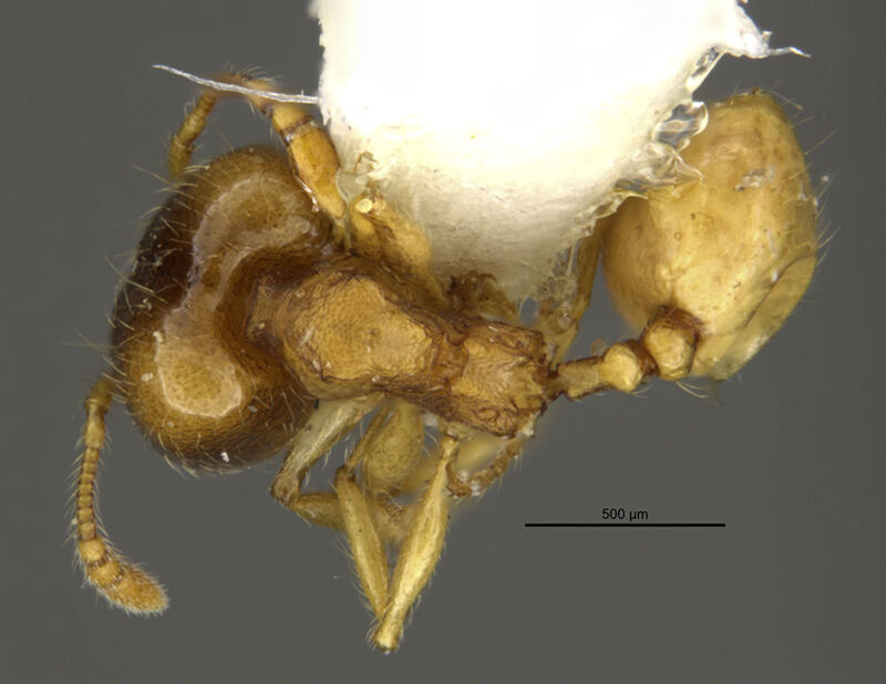 Pheidole nasutoides, holotype collected by Edward Osborne Wilson at La Selva Biological Station, Heredia