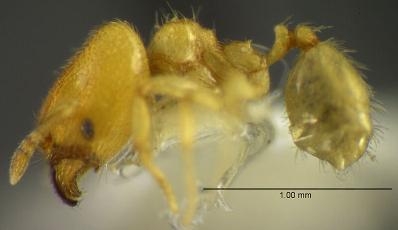 Pheidole protensa, holotype collected by Edward Osborne Wilson at 17 km north of Santiago Tuxtla, Las Hamacas, Veracruz