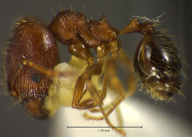 Pheidole rectispina, holotype collected by Edward Osborne Wilson at La Selva near Puerto Viejo, Heredia