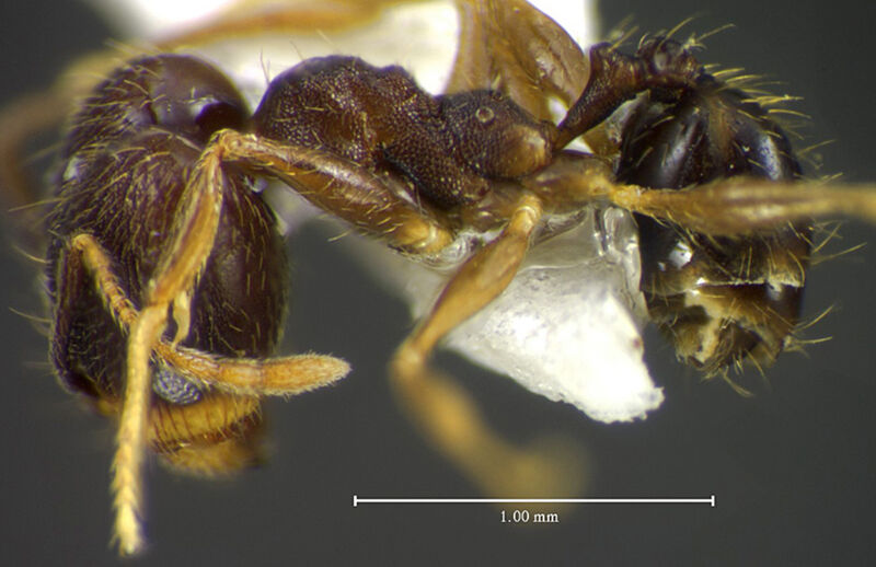 Pheidole rubiceps, holotype collected by Edward Osborne Wilson at La Selva near Puerto Viejo, Heredia