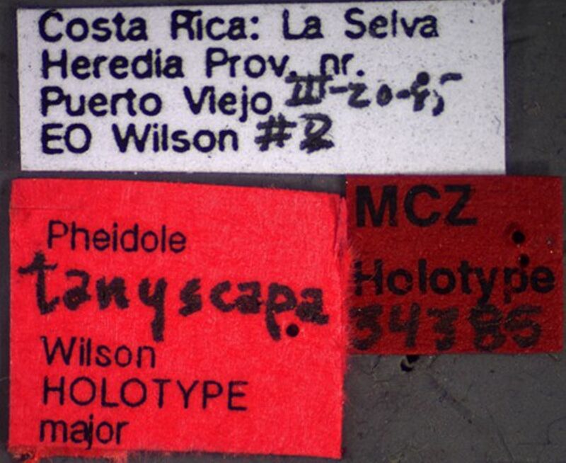 Pheidole tanyscapa, holotype collected by Edward Osborne Wilson at La Selva near Puerto Viejo, Heredia