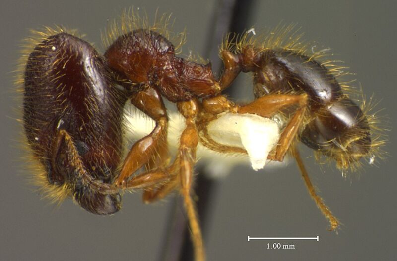 Pheidole vestita, holotype collected by Edward Osborne Wilson at La Selva near Puerto Viejo, Heredia