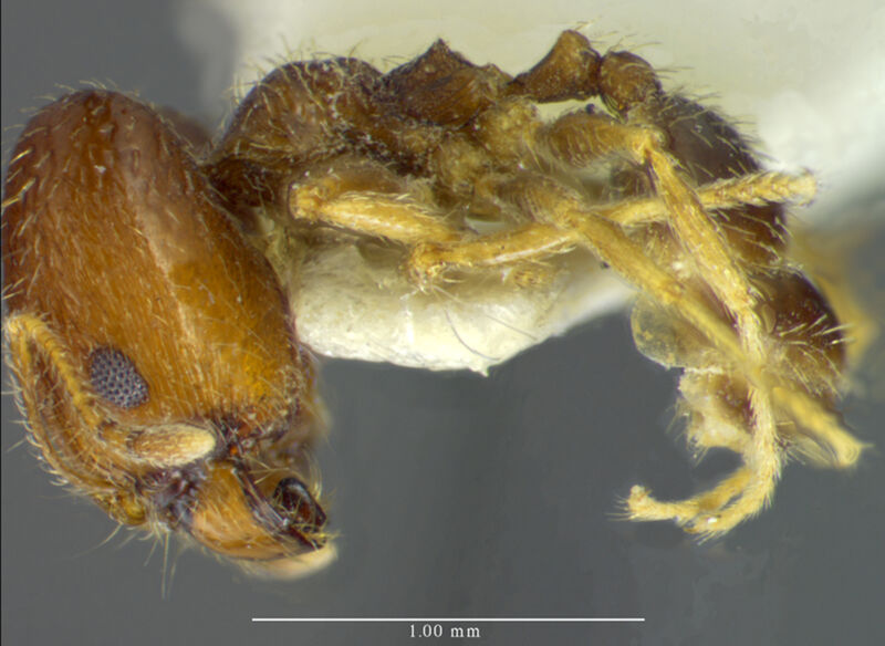 Pheidole yucatana, holotype collected by Edward Osborne Wilson at 11 km south of Progreso, Yucatan