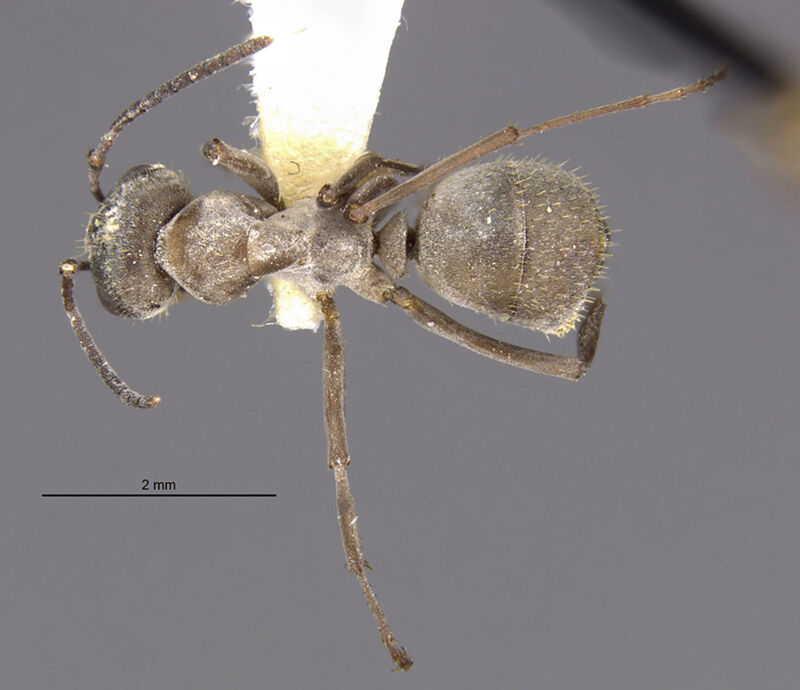 Formica pulla, holotype collected by Edward Osborne Wilson at south slope of Pico de Orizaba
