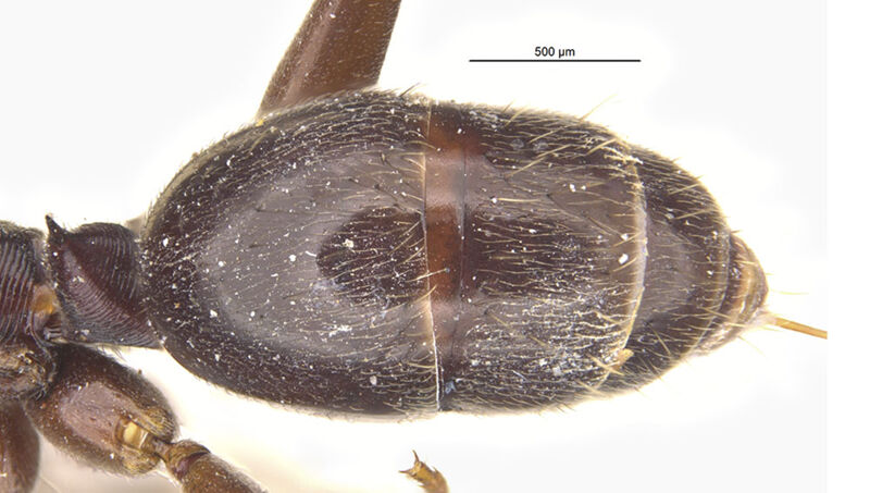 Odontomachus yucatecus, holotype collected by Edward Osborne Wilson at 10 km east of Campeche, Campeche