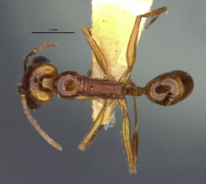 Anochetus peracer, holotype collected by Edward Osborne Wilson at Lae, Didiman Creek, Morobe Province