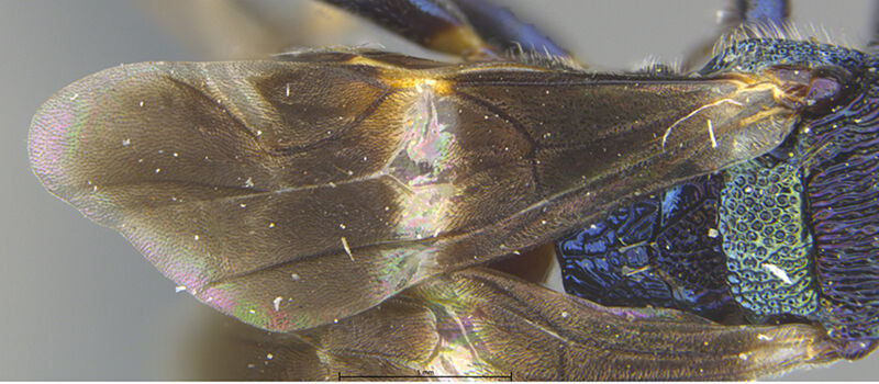 Atoposega decorata, holotype collected by Edward Osborne Wilson at Ciu near Mount Canala, North Province