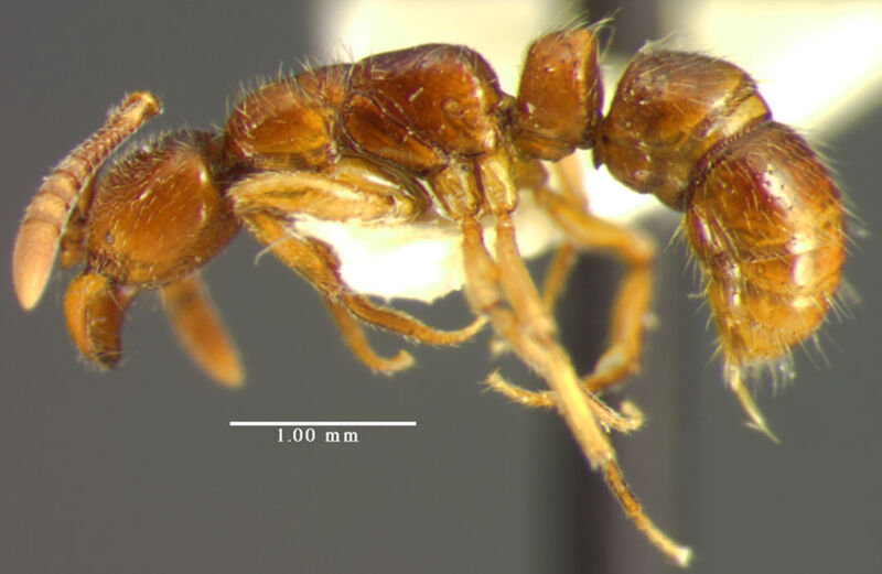 Myopias delta, holotype collected by Edward Osborne Wilson at lower Busu River, Morobe Province
