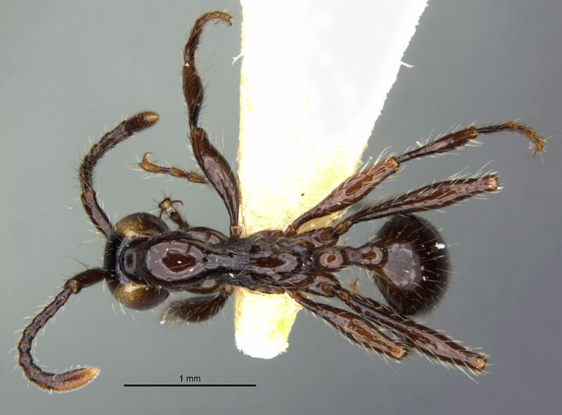 Aenictus huonicus, holotype collected by Edward Osborne Wilson at Wamuki, Morobe Province