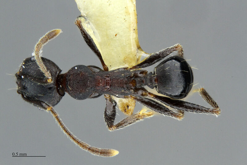 Pheidole njassae collected by Edward Osborne Wilson, Tonga Torcida, Kathleen M. Horton at Gorongosa National Park, Mopane Forest, Sofala