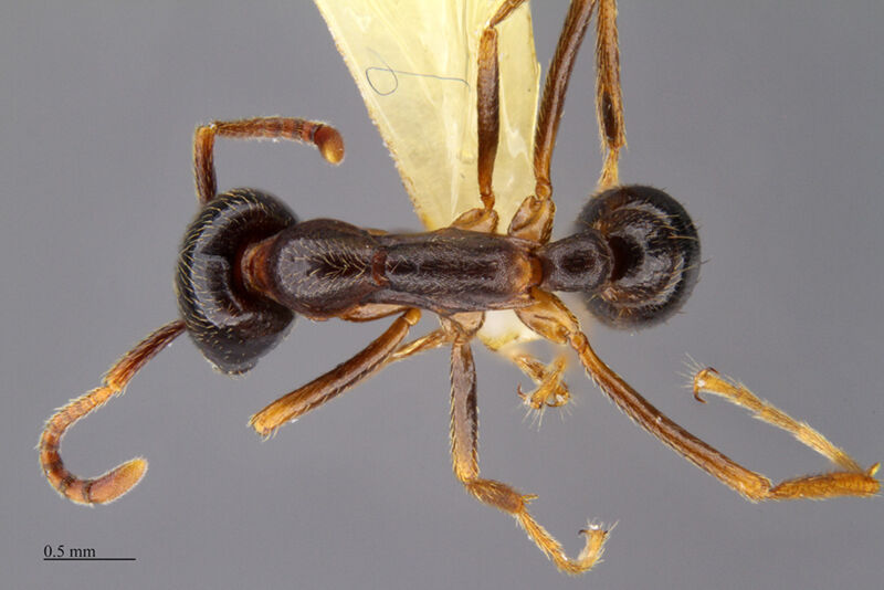 Dorylus Fabricius, 1793 collected by Piotr Naskrecki, Edward Osborne Wilson, Kathleen M. Horton, Gary D. Alpert at Gorongosa National Park, Gorongosa Mountain summit, Sofala