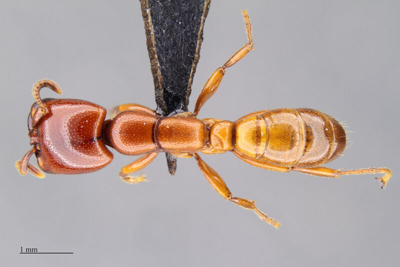 Dorylus Fabricius, 1793 collected by Piotr Naskrecki, Edward Osborne Wilson, Kathleen M. Horton, Gary D. Alpert at Gorongosa National Park, Gorongosa Mountain summit, Sofala